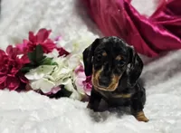 Madam, a female Miniature Dachshund for sale in Belgrade, MN – Photo 1 of 9