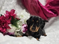 Madam, a female Miniature Dachshund for sale in Belgrade, MN – Photo 6 of 9