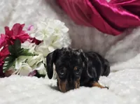 Madam, a female Miniature Dachshund for sale in Belgrade, MN – Photo 4 of 9