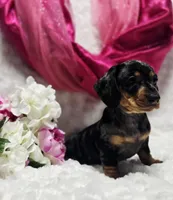 Madam, a female Miniature Dachshund for sale in Belgrade, MN – Photo 8 of 9