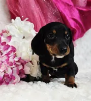 Myrtle , a male Miniature Dachshund for sale in Belgrade, MN – Photo 7 of 10