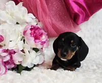 Myrtle , a male Miniature Dachshund for sale in Belgrade, MN – Photo 8 of 10