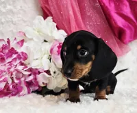 Myrtle , a male Miniature Dachshund for sale in Belgrade, MN – Photo 2 of 10