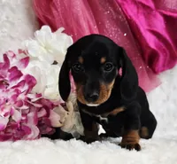 Myrtle , a male Miniature Dachshund for sale in Belgrade, MN – Photo 4 of 10