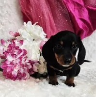 Myrtle , a male Miniature Dachshund for sale in Belgrade, MN – Photo 10 of 10