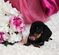 Myrtle , a male Miniature Dachshund for sale in Belgrade, MN – Photo 9 of 10