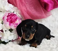 Myrtle , a male Miniature Dachshund for sale in Belgrade, MN – Photo 5 of 10