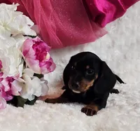 Myrtle , a male Miniature Dachshund for sale in Belgrade, MN – Photo 1 of 10