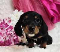 Myrtle , a male Miniature Dachshund for sale in Belgrade, MN – Photo 3 of 10