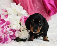 Myrtle , a male Miniature Dachshund for sale in Belgrade, MN – Photo 6 of 10