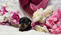 Squeeze, a male Miniature Dachshund for sale in Belgrade, MN – 4 of 10