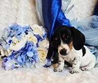 Goose, a male Miniature Dachshund for sale in Belgrade, MN – 7 of 8