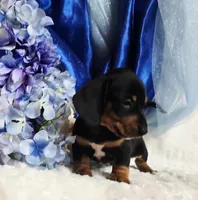 Hondo, a male Miniature Dachshund for sale in Belgrade, MN – 6 of 10