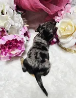 Madam, a female Miniature Dachshund for sale in Belgrade, MN – 6 of 10