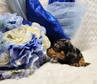 Q Ball, a male Miniature Dachshund for sale in Belgrade, MN – 9 of 9
