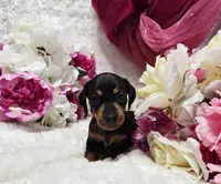 Squeeze, a male Miniature Dachshund for sale in Belgrade, MN – 7 of 10
