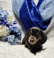 Blue, a male Miniature Dachshund for sale in Belgrade, MN – 6 of 7