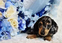 Boo, a male Miniature Dachshund for sale in Belgrade, MN – 5 of 10