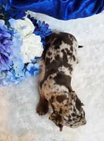 Creed, a male Miniature Dachshund for sale in Belgrade, MN – Photo 10 of 10