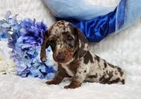 Creed, a male Miniature Dachshund for sale in Belgrade, MN – Photo 8 of 10