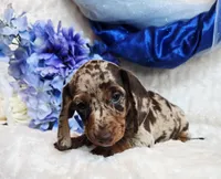 Creed, a male Miniature Dachshund for sale in Belgrade, MN – Photo 3 of 10