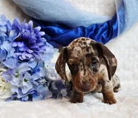 Creed, a male Miniature Dachshund for sale in Belgrade, MN – Photo 7 of 10