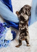 Creed, a male Miniature Dachshund for sale in Belgrade, MN – Photo 9 of 10