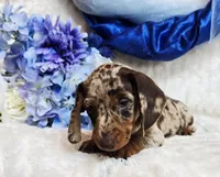 Creed, a male Miniature Dachshund for sale in Belgrade, MN – Photo 4 of 10