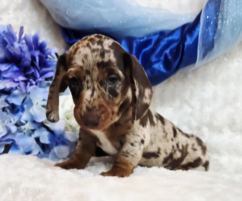 Creed – Miniature Dachshund puppy for sale in Belgrade, MN