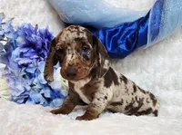 Creed, a male Miniature Dachshund for sale in Belgrade, MN – Photo 6 of 10