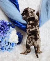 Creed, a male Miniature Dachshund for sale in Belgrade, MN – Photo 5 of 10