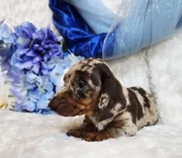 Creed, a male Miniature Dachshund for sale in Belgrade, MN – Photo 2 of 10