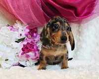 Lou, a female Miniature Dachshund for sale in Belgrade, MN – 6 of 7