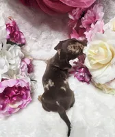 Kisses, a female Miniature Dachshund for sale in Belgrade, MN – 7 of 10
