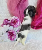 Jewels , a female Miniature Dachshund for sale in Belgrade, MN – 3 of 10
