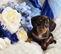 Reese, a male Miniature Dachshund for sale in Belgrade, MN – Photo 10 of 10