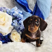 Reese, a male Miniature Dachshund for sale in Belgrade, MN – Photo 4 of 10