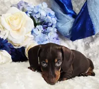 Reese, a male Miniature Dachshund for sale in Belgrade, MN – Photo 2 of 10