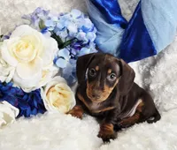 Reese, a male Miniature Dachshund for sale in Belgrade, MN – Photo 7 of 10