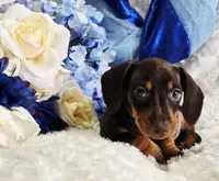 Reese, a male Miniature Dachshund for sale in Belgrade, MN – Photo 5 of 10