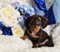 Reese, a male Miniature Dachshund for sale in Belgrade, MN – Photo 9 of 10