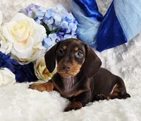 Reese, a male Miniature Dachshund for sale in Belgrade, MN – Photo 3 of 10