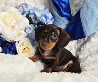 Reese, a male Miniature Dachshund for sale in Belgrade, MN – Photo 6 of 10