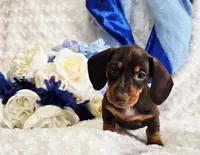 Reese, a male Miniature Dachshund for sale in Belgrade, MN – Photo 8 of 10