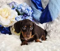 Reese, a male Miniature Dachshund for sale in Belgrade, MN – Photo 1 of 10
