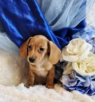 Beans, a male Miniature Dachshund for sale in Belgrade, MN – Photo 9 of 9