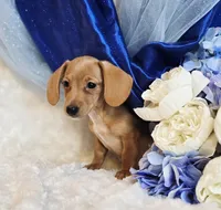 Beans, a male Miniature Dachshund for sale in Belgrade, MN – Photo 5 of 9