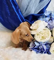 Beans, a male Miniature Dachshund for sale in Belgrade, MN – Photo 6 of 9