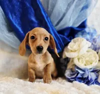 Beans, a male Miniature Dachshund for sale in Belgrade, MN – Photo 2 of 9