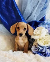 Beans, a male Miniature Dachshund for sale in Belgrade, MN – Photo 1 of 9